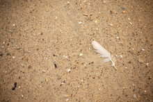 White Feather On Sand