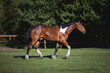 portrait of young pinto gelding horse trotting in green field in paddock on forest background in the morning in summer