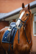 portrait of chestnut dressage gelding horse with bridle, pad and saddle posing near red brick stable wall