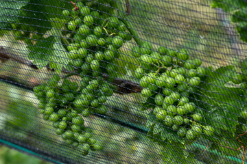 Wall Mural - protective net in vineyard in southern styria, an old wine growing country in austria named südsteirische weinstrasse