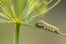 Eastern Black Swallowtail Caterpillar Closeup On Dill Plant