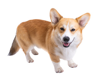 Poster - corgi portrait isolated