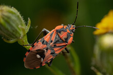 Closeup Shot Of A Red Soldier Bug On A Green Plant