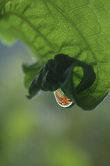 Sticker - Closeup shot of a raindrop hanging on a green leaf