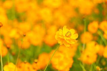 Wall Mural - Beautiful yellow color cosmos (Cosmos sulphureus) flower field background