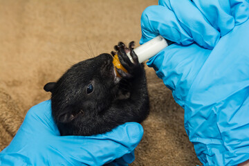 syringe feeding an orphaned gray squirrel