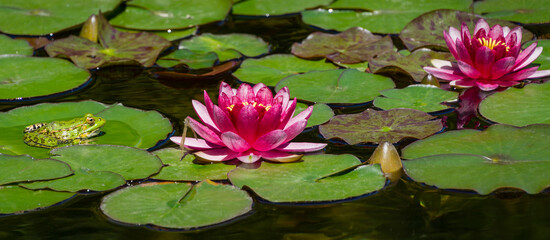 Frog Rana ridibunda waits for dragonfly to emerge from larva. Frog sits on leaves of red water lily or lotus flower Attraction in the pond of Arboretum Park Southern Cultures in Sirius (Adler) Sochi