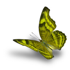 Wall Mural - The beautiful flying metal bright yellow butterfly on white background with soft shadow