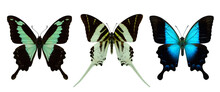 Exotic Long Tail Butterfly, Apple Green Swallowtail, Giant Swordtail And Blue Grosswing Isolated On White Background