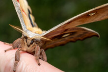 Antheraea Polyphemus Moth Or Giant Silk Moth