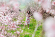 © dmitriisimakov - beautiful woman in a dress in the garden of flowering trees in the spring