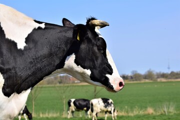 Portrait of the head of a black and white cow on the meadow