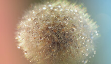 Dry Dandelion Flower Close-up With White Flying Parachutes On A Blurr Background, Vertical Image With Soft Focus And Place For Text