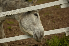 Donkey In The Farm Enclosure 5