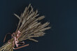 © Nata Aleks - Wheat ears tied with a satin ribbon on a dark background. Place for your text.