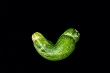 Weirdo Cucumber With Stripes And Spots On The Black Background. Top View. An Organic Vegetable Is Good For Eating. It Contains Many Vitamins And Microelements. Landscape Orientation Picture, Low Key