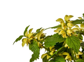 Canvas Print - Flowering Yellow archangel plant or Lamium galeobdolon argentatum isolated on a white background.