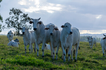 Wall Mural - herd of Nelore cattle on pasture