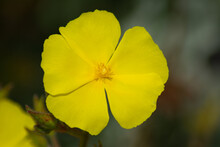 A False Sun-rose With A Yellow Blossom