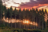 Fototapeta Natura - Sunset behind a row of trees in the middle of the forest with a colorful sky