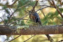 Acadia Woodpecker