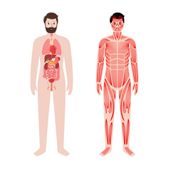 Wall Mural - Organs and muscles