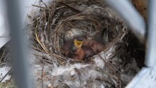 Newborn Chicks In The Nest. Hungry Baby Birds Of Swallows Open Yellow Mouths In The Nest. Nestling. Close-up. Nest With Sparrows On The Windowsill Of The Building. 4K, All-intra, 10 Bit.