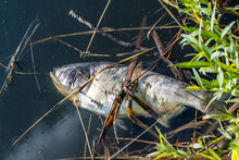 Dead Rotten Fish On Shore Of Polluted Lake. Ecological Disaster And Pestilence Of Silver Carp