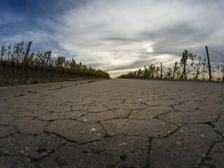 Poster - Road surrounded by rows of vineyards under the dramatic sky in Montagne de Reims, France