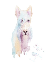 Watercolor Drawing Of A Pet - Dog. Scottish Terrier