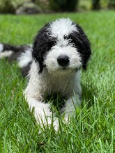 Black And White Sheepadoodle Puppy