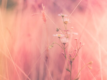 Soft Pink Nature Background Of Dried Grass On The Meadow. Defocused Image For Warmth, Embracing, And Being Natural.