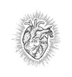 Anatomic human heart with rays. Vector black vintage engraving illustration isolated on a white background. For web, poster, info graphic.	