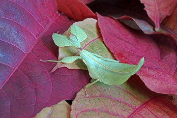 Wall Mural - Leaf insect (Phyllium westwoodii) Green leaf insect or Walking leaves are camouflaged to take on the appearance of leaves, rare and protected. Selective focus, blurred green background