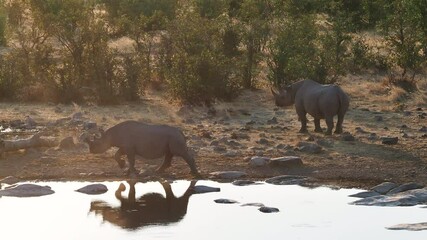 Wall Mural - Two black rhino drink from a waterhole at sunset in Etosha National Park, Namibia, Africa. Namibia currently boasts the largest population of black rhino in the world. 