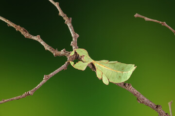 Wall Mural - Leaf insect (Phyllium westwoodii) Green leaf insect or Walking leaves are camouflaged to take on the appearance of leaves, rare and protected. Selective focus, autumn fallen leaves background.