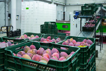 Freshly Harvested Mango In Plastic Crates In Fruit Packaging Warehouse