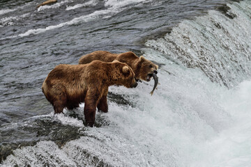 Wall Mural - Alaska Grizzly Bear - Ursus arctos gyas