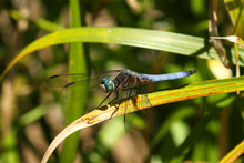 Blue Dragonfly Blue Dasher Pachydiplax Longipennis
