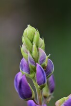Close Up Of Colorful Purple Lupin Against A Green Background
