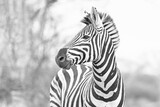 Fototapeta Konie - Zebra stallion looking to the right in Africa in black and white