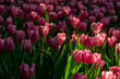 Lighting on pink Tulips
