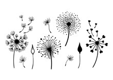 Dandelion Black And White Clipart Bundle, Elegant Summer Wild Flowers Set, Botanical Floral Isolated Elements, Meadow Flowers Vector Illustration