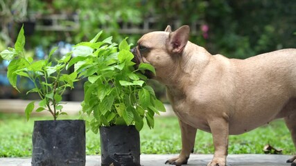 Sticker - Dog eating vegetable plant from the black bag at garden when they feeling illness.