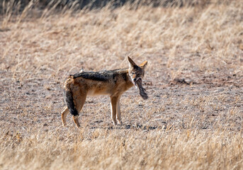 Sticker - Black-backed Jackal Eating A Squirrel