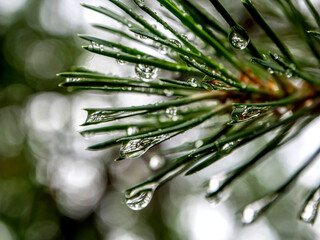 Wall Mural - clean shiny raindrops on pine needles in the forest