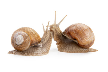 two snails communicate with each other isolated on white background