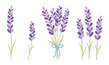 Fototapeta  - Lavender bunch vector illustration. Beautiful lavender bouquet bundle with ribbon vector.
