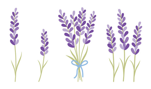 Fototapete - Lavender bunch vector illustration. Beautiful lavender bouquet bundle with ribbon vector.
