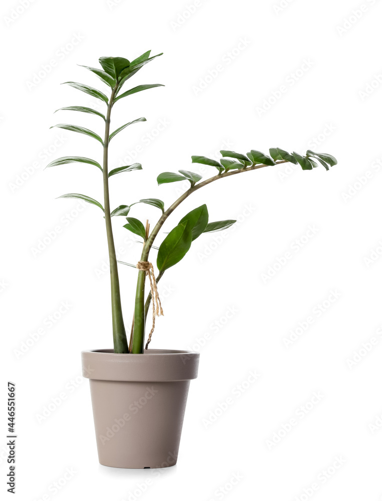 Houseplant in pot on white background